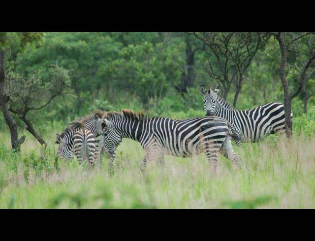 HA FARM FOR SALE IN RUSTENBURG RURAL